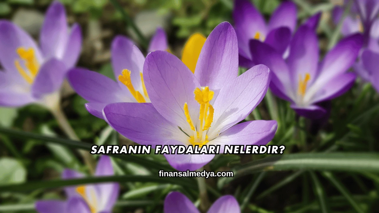 Safranın Faydaları Nelerdir?
