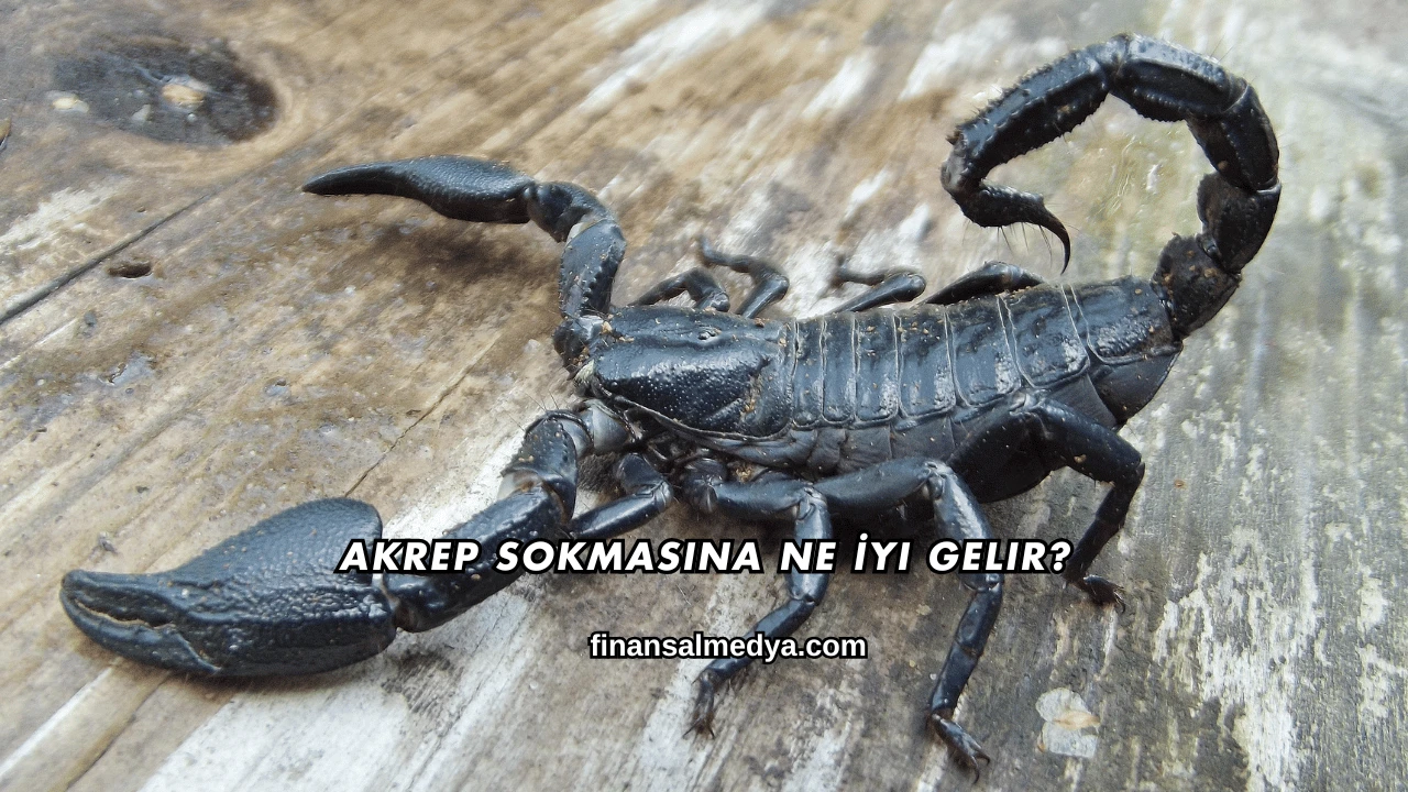 Akrep Sokmasına Ne İyi Gelir?