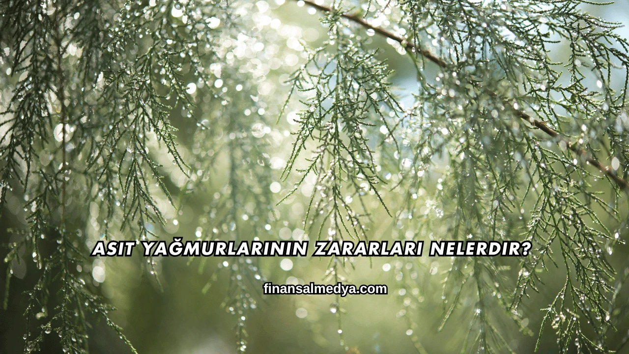 Asit Yağmurlarının Zararları Nelerdir?