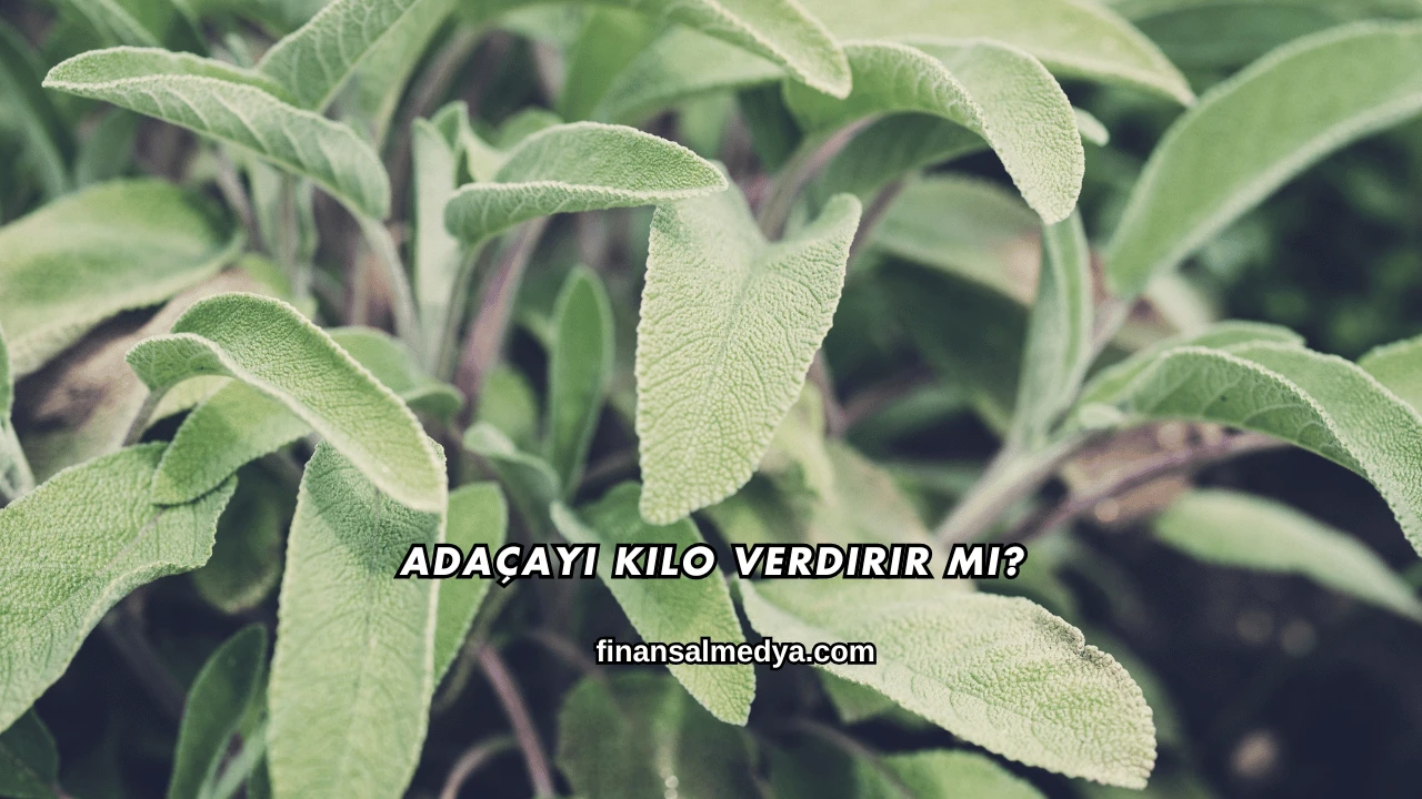 Adaçayı Kilo Verdirir mi?