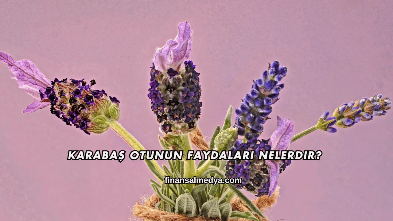 Karabaş Otunun Faydaları Nelerdir?