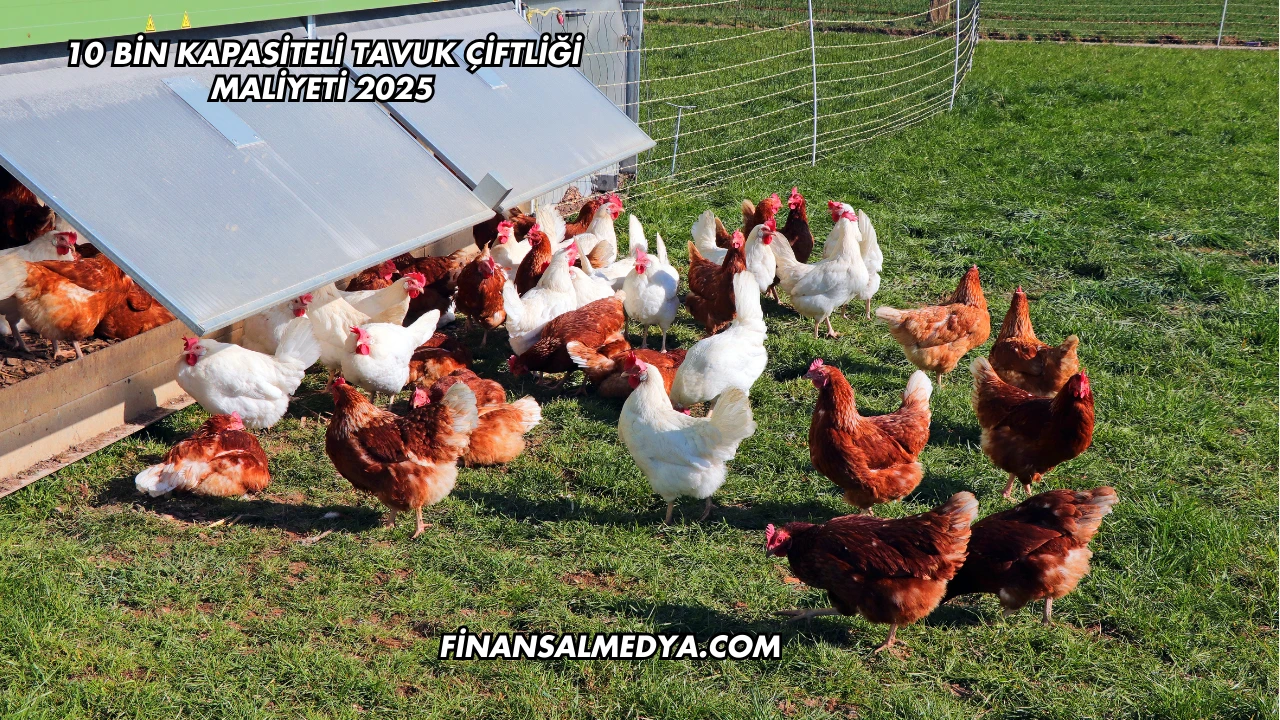 10 Bin Kapasiteli Tavuk Çiftliği Maliyeti 2025