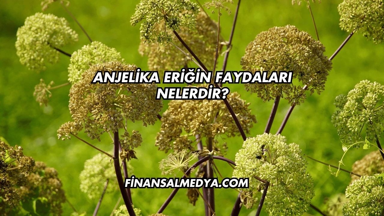 Anjelika Eriğin Faydaları Nelerdir?