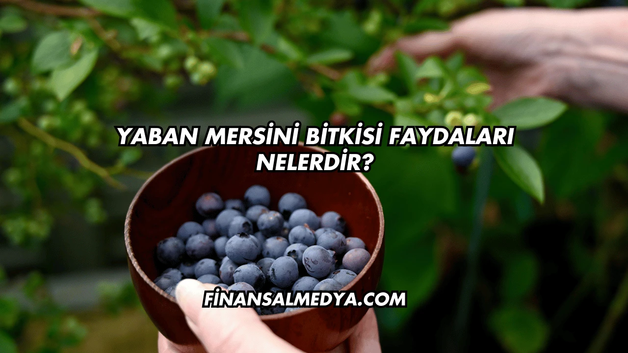 Yaban Mersini Bitkisi Faydaları Nelerdir?