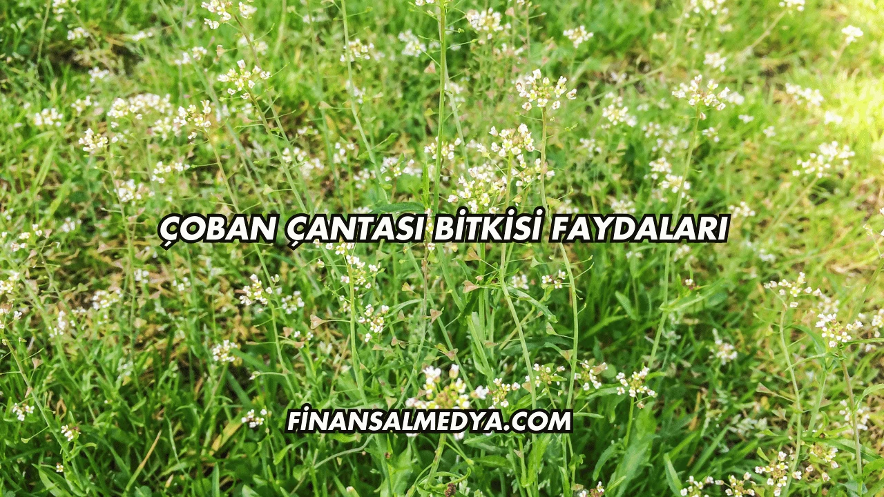Çoban Çantası Bitkisi Faydaları