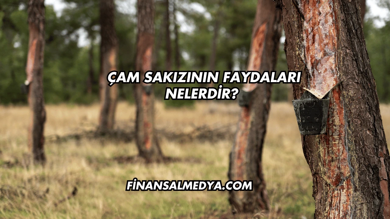 Çam Sakızının Faydaları Nelerdir?