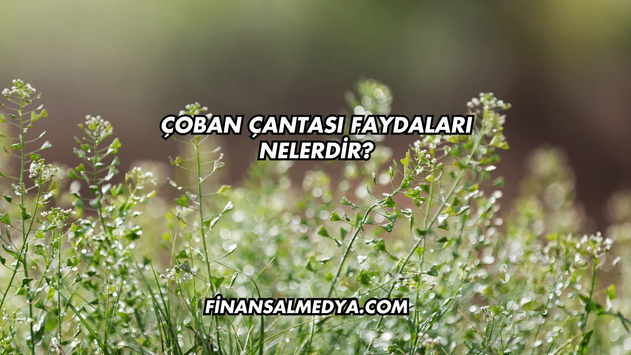 Çoban Çantası Faydaları Nelerdir?