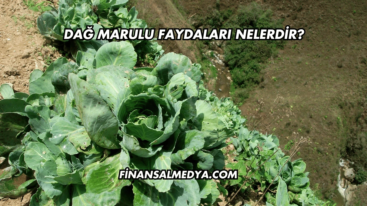 Dağ Marulu Faydaları Nelerdir?
