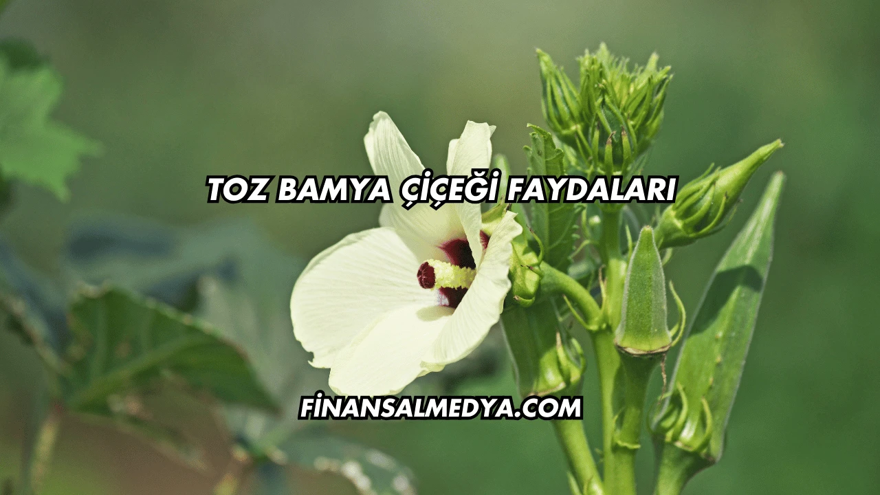 Toz Bamya Çiçeği Faydaları