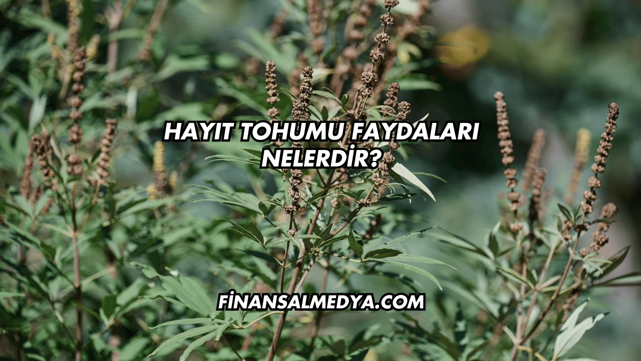 Hayıt Tohumu Faydaları Nelerdir?