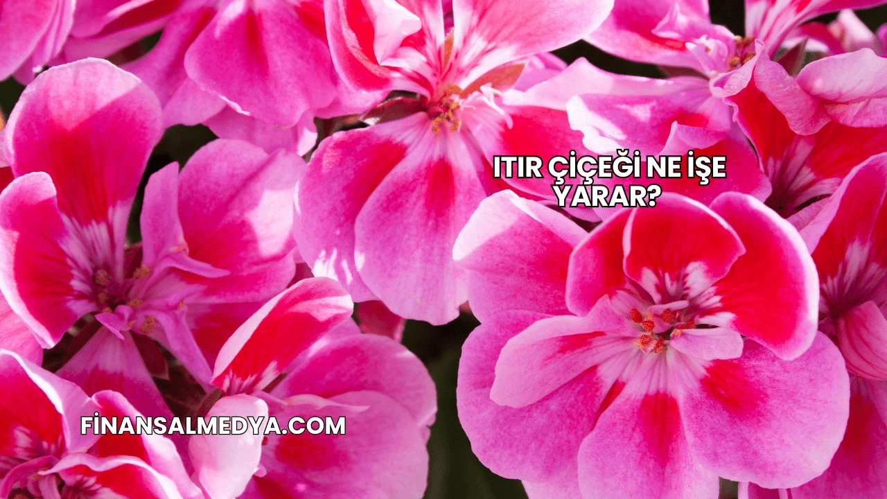 Itır Çiçeği Ne İşe Yarar?