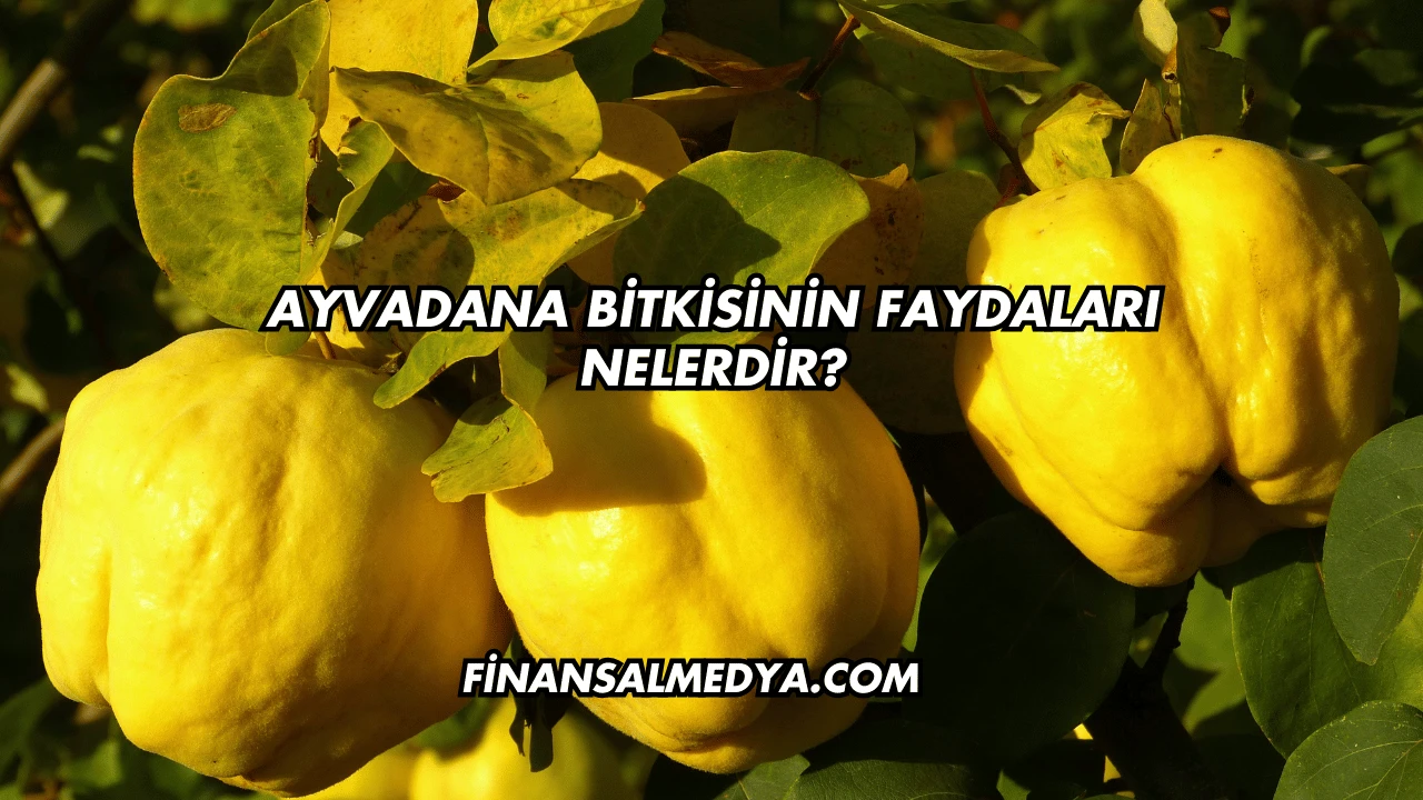 Ayvadana Bitkisinin Faydaları Nelerdir?