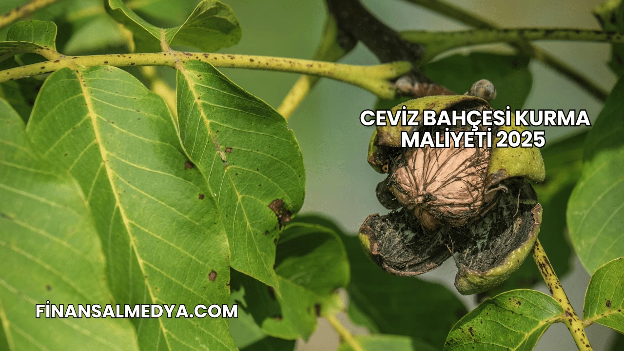 Ceviz Bahçesi Kurma Maliyeti 2025