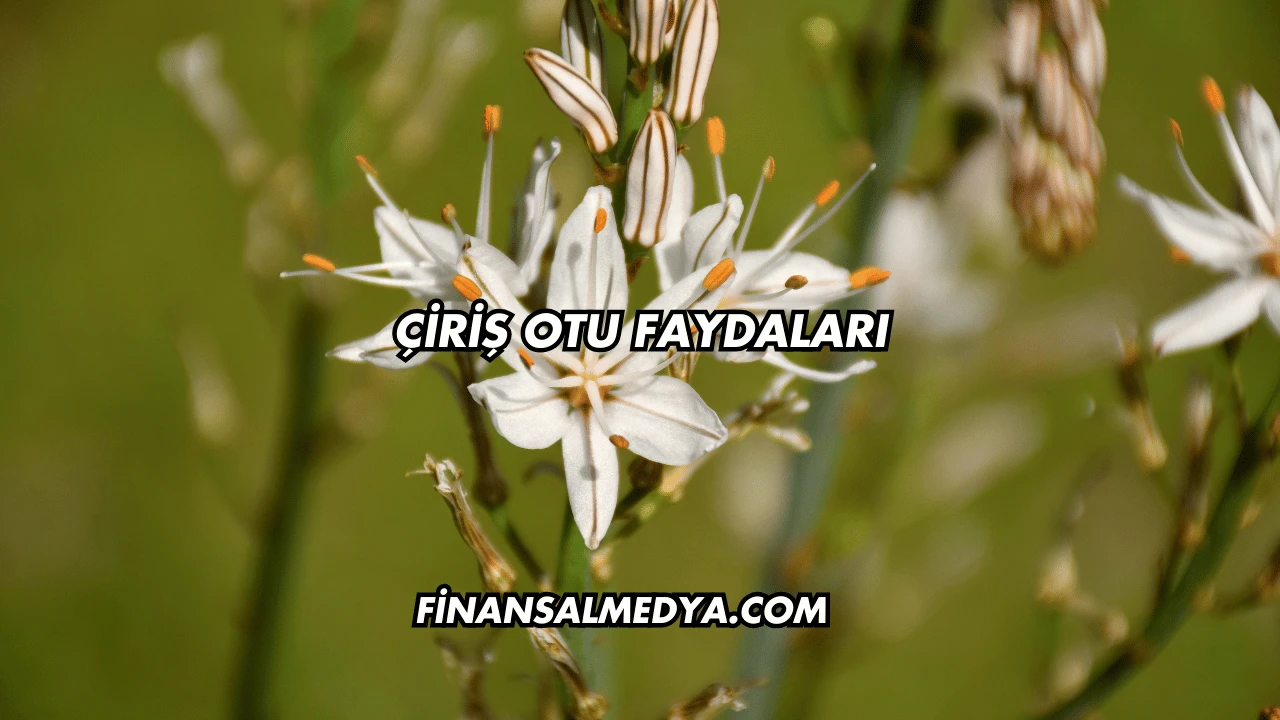 Çiriş Otu Faydaları