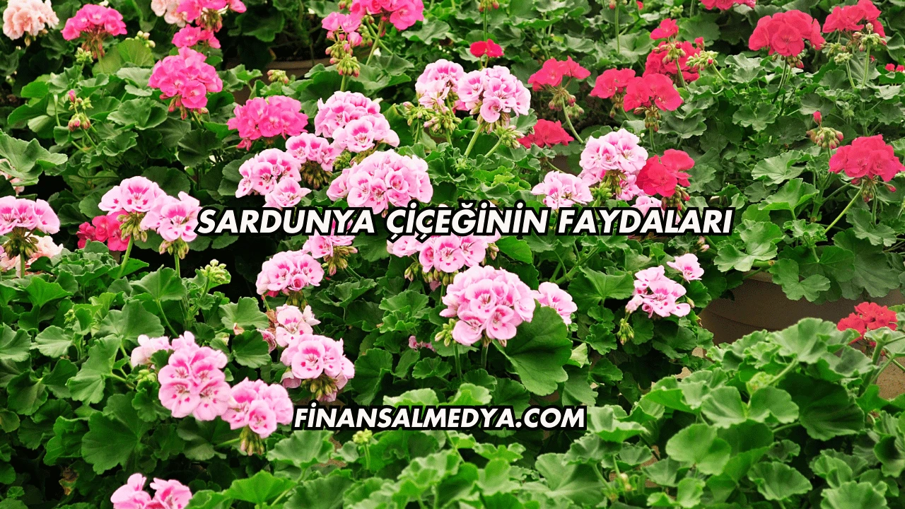 Sardunya Çiçeğinin Faydaları