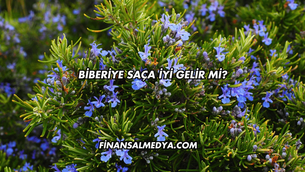 Biberiye Saça İyi Gelir mi?