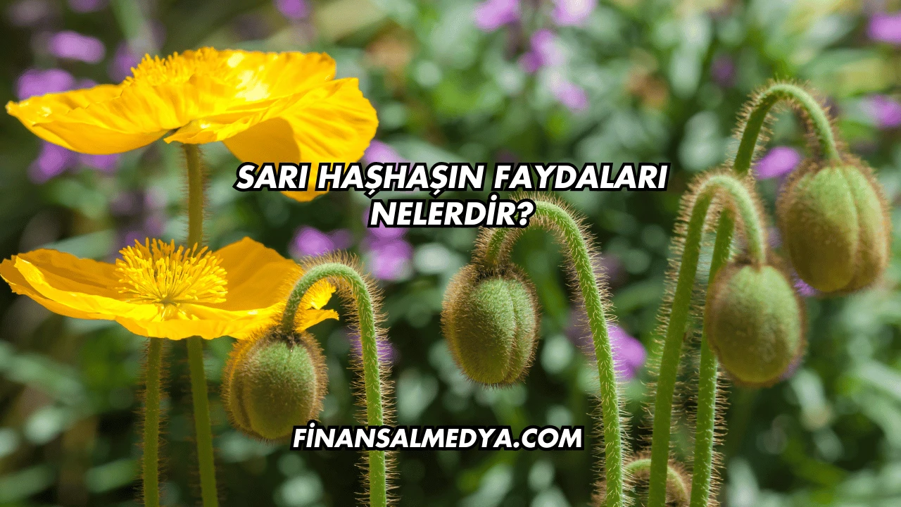 Sarı Haşhaşın Faydaları Nelerdir?