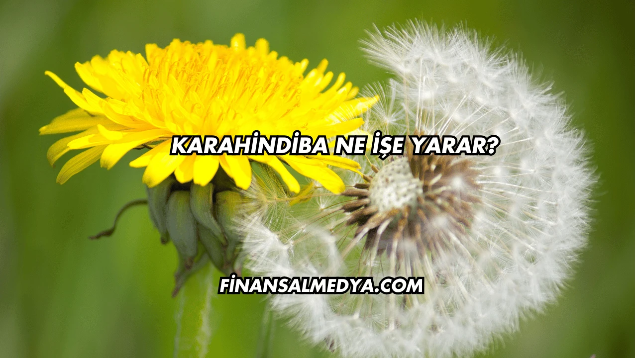 Karahindiba Ne İşe Yarar?