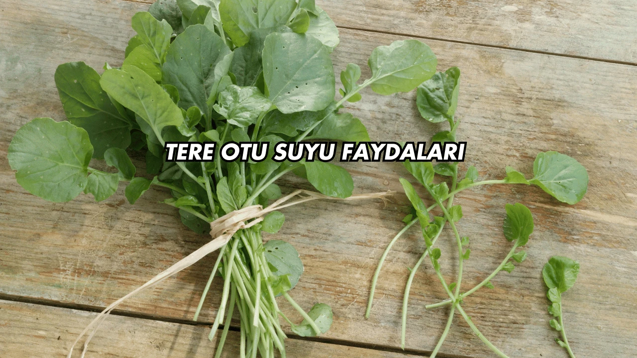 Tere Otu Suyu Faydaları