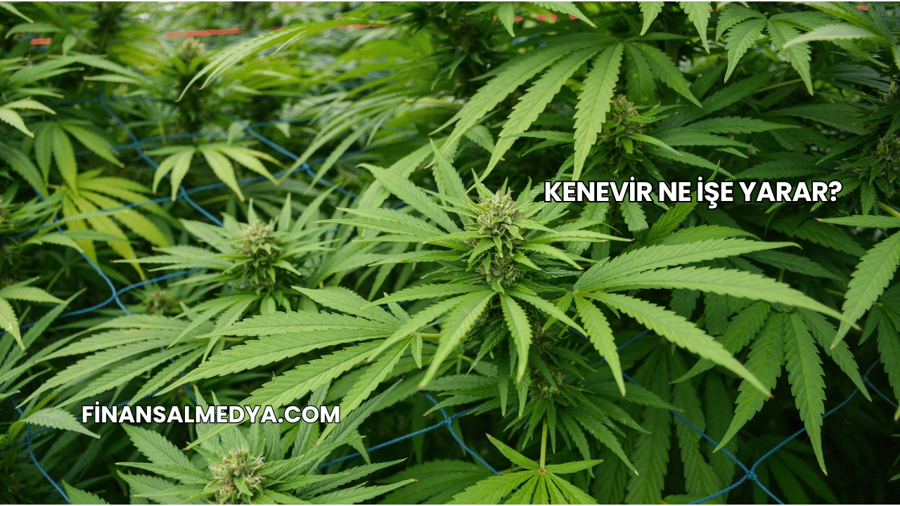 Kenevir Ne İşe Yarar?