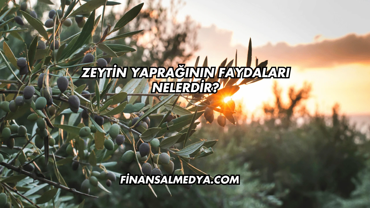 Zeytin Yaprağının Faydaları Nelerdir?