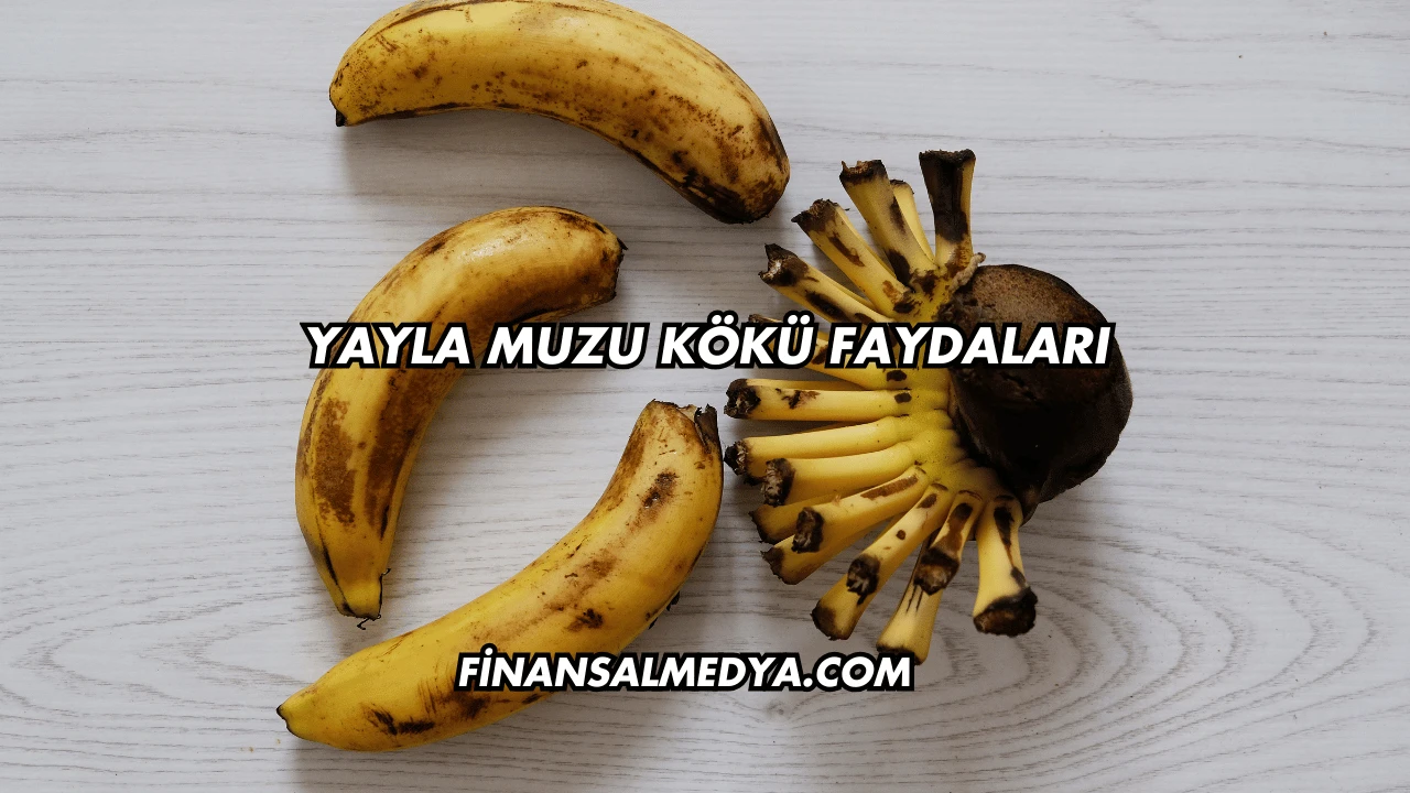 Yayla Muzu Kökü Faydaları