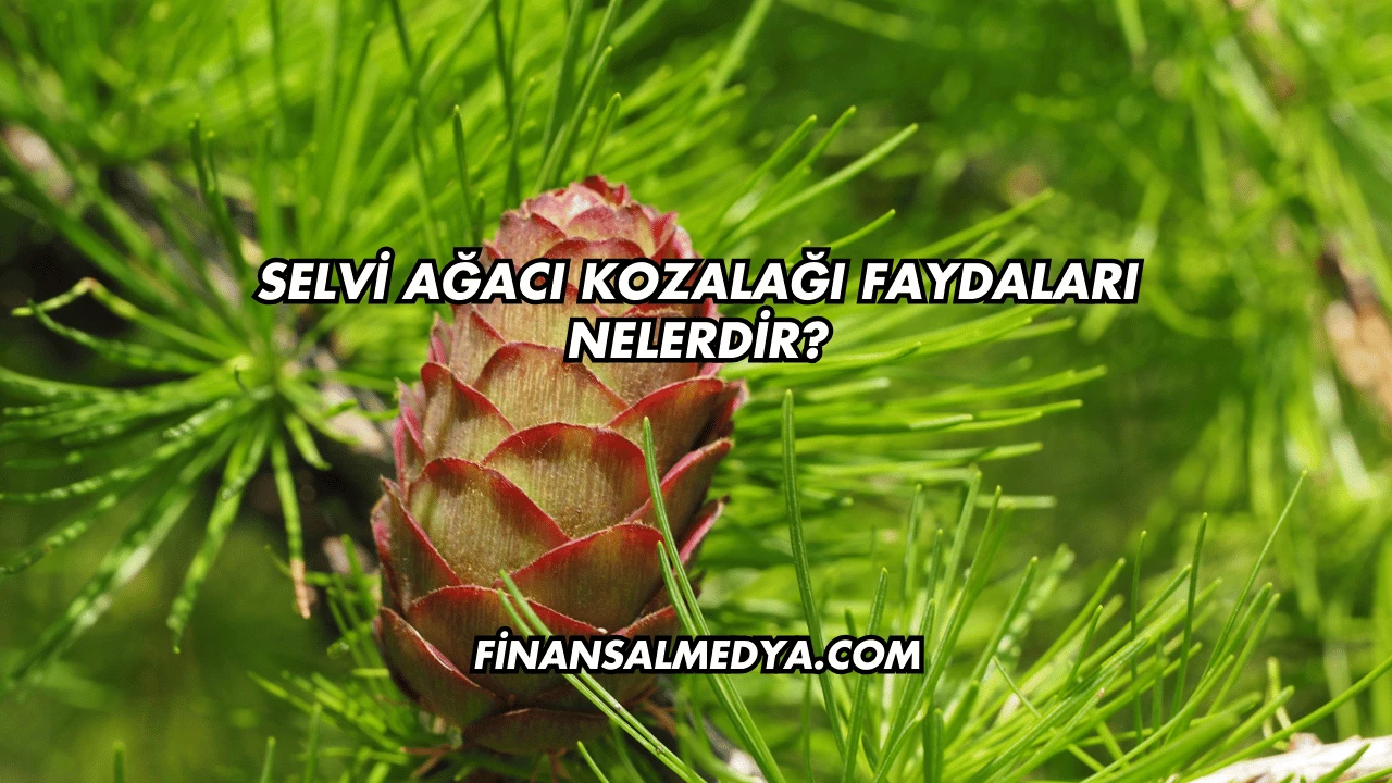 Selvi Ağacı Kozalağı Faydaları Nelerdir?