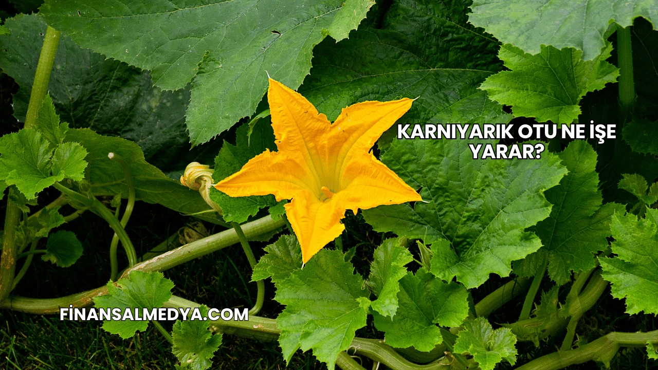 Karnıyarık Otu Ne İşe Yarar?
