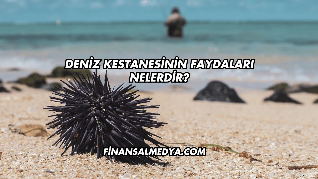 Deniz Kestanesinin Faydaları Nelerdir?