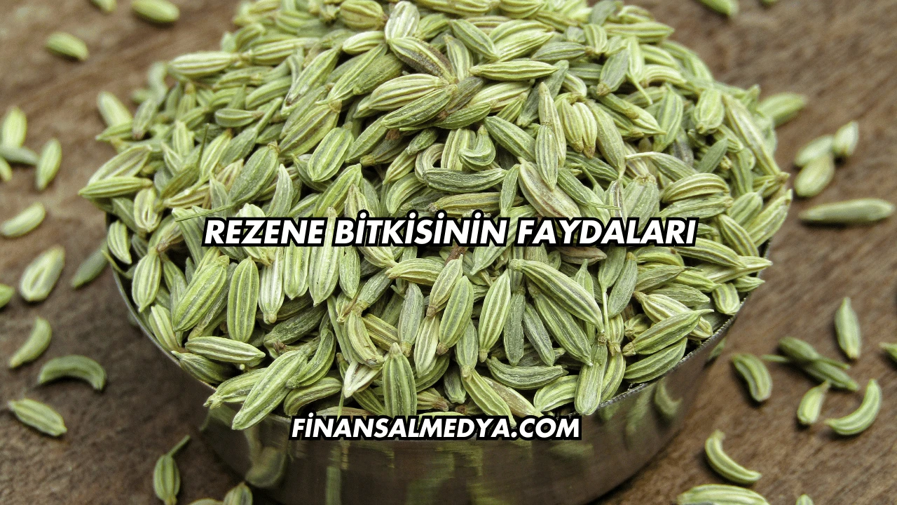 Rezene Bitkisinin Faydaları