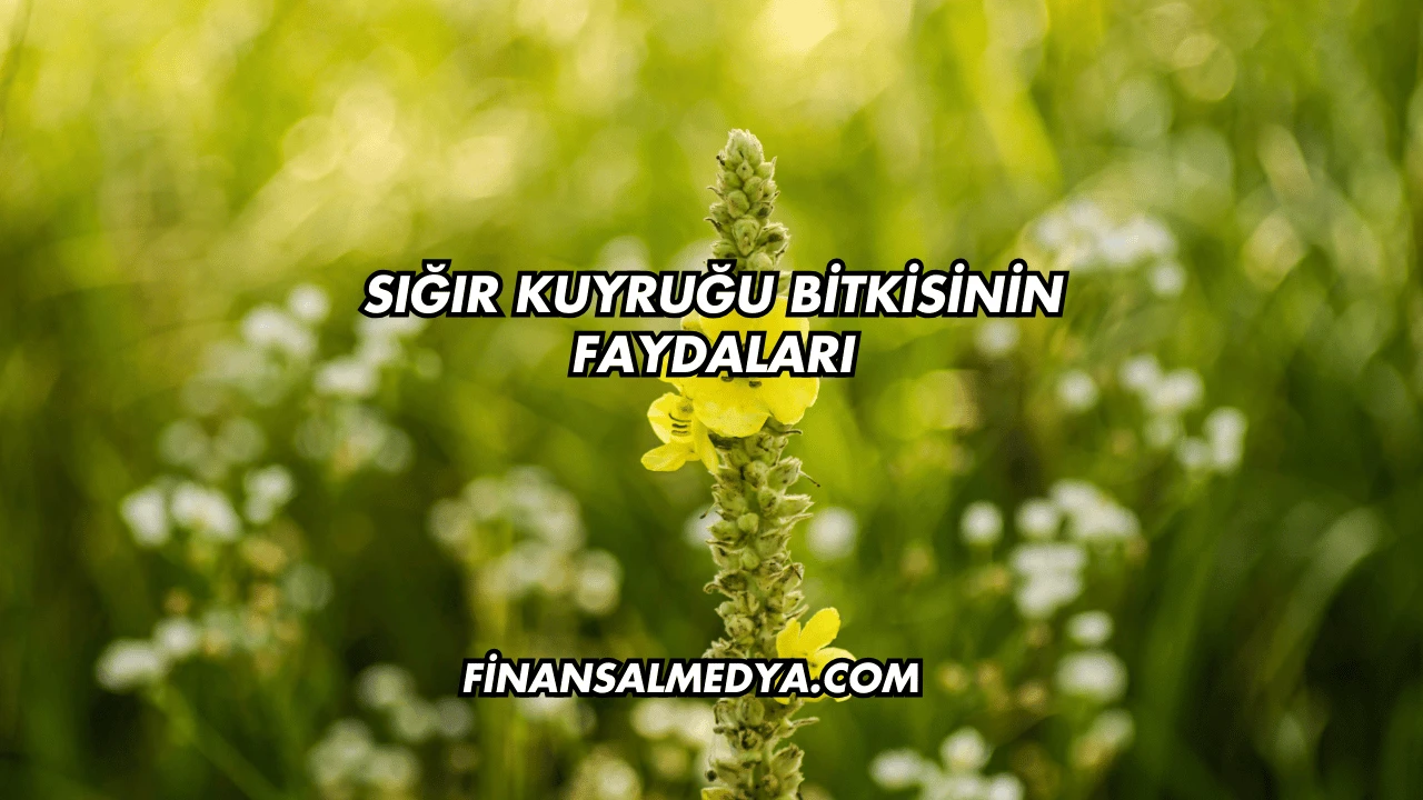 Sığır Kuyruğu Bitkisinin Faydaları
