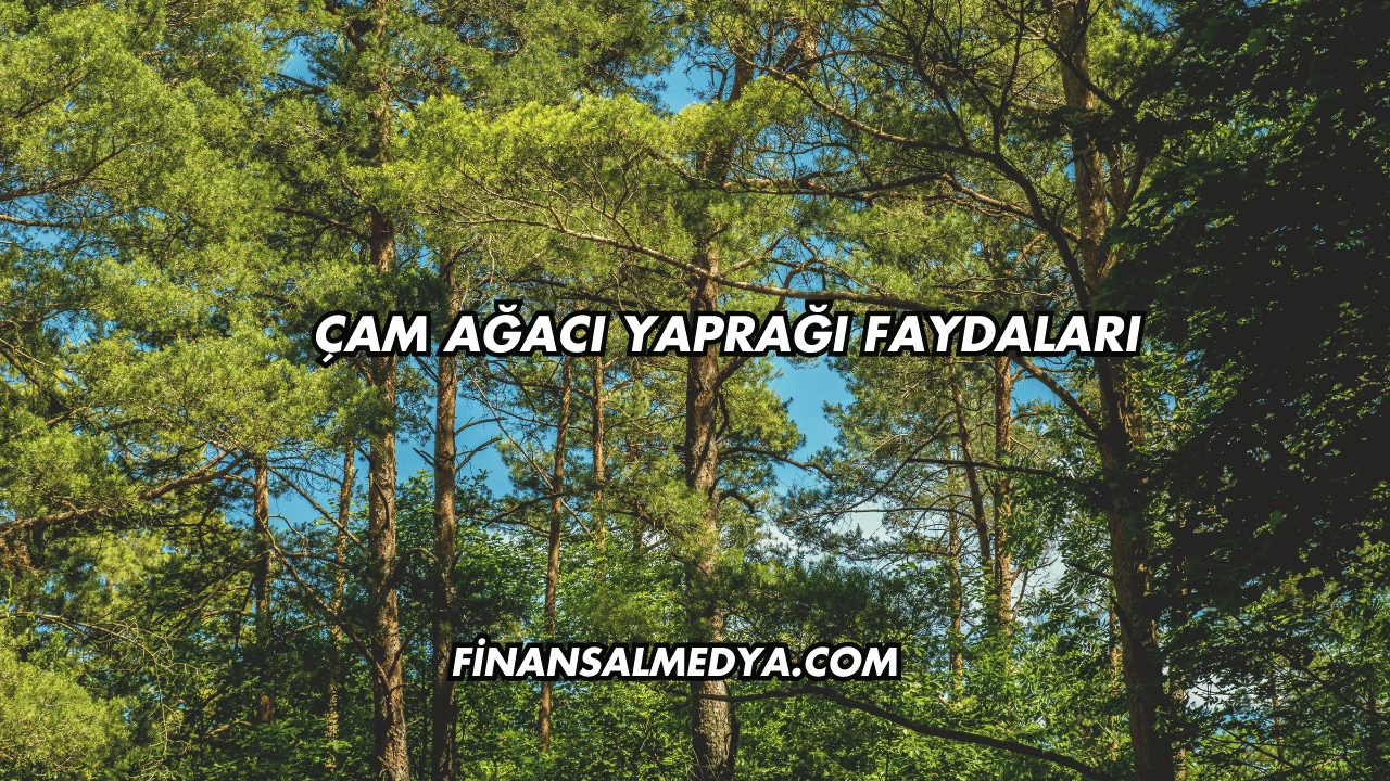 Çam Ağacı Yaprağı Faydaları
