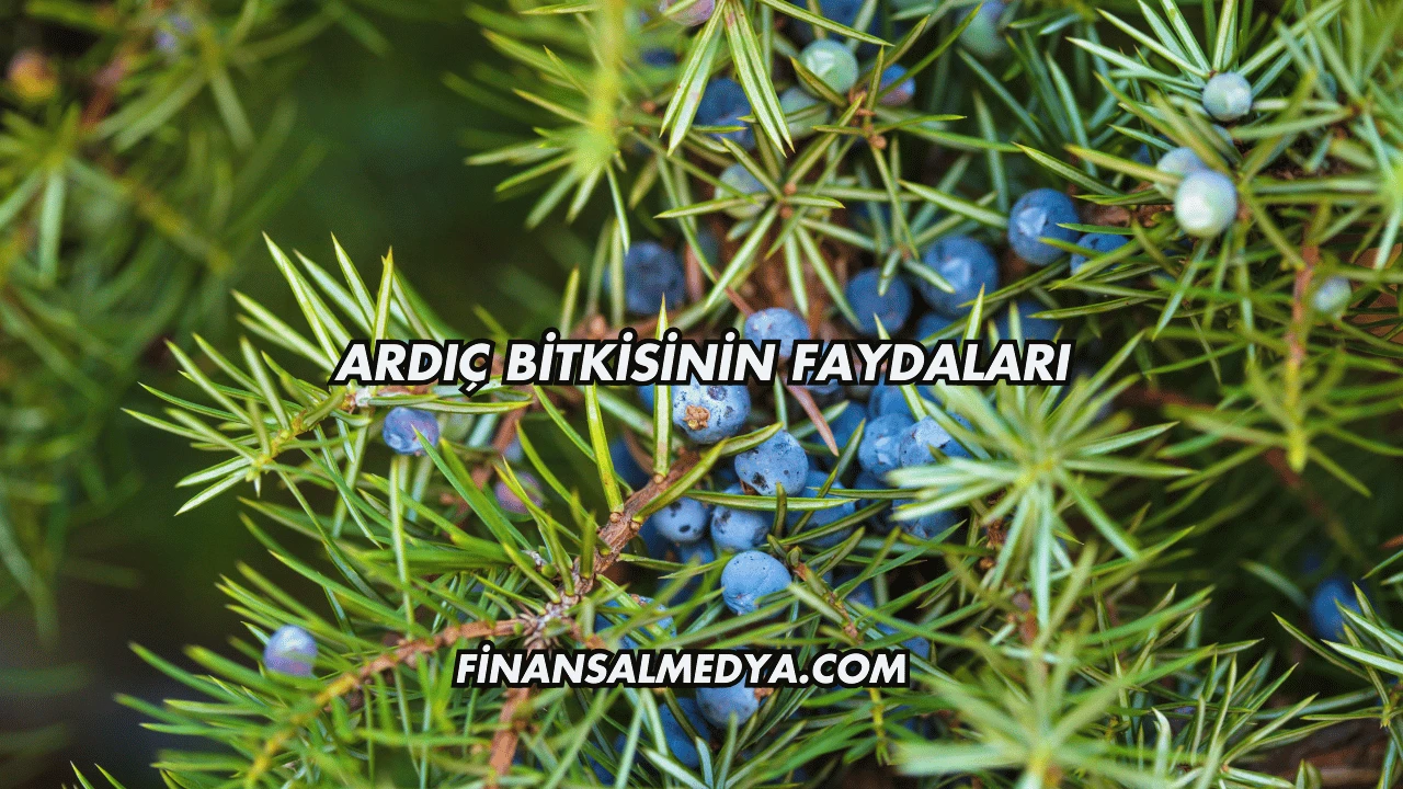 Ardıç Bitkisinin Faydaları