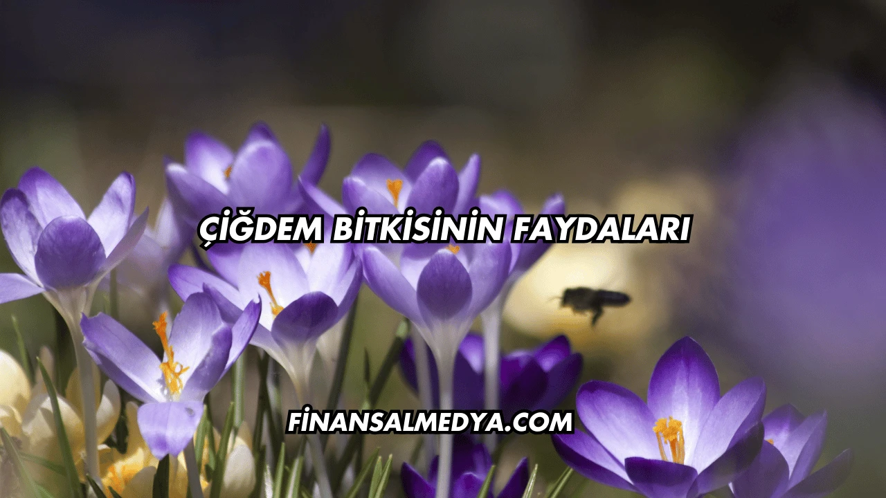 Çiğdem Bitkisinin Faydaları