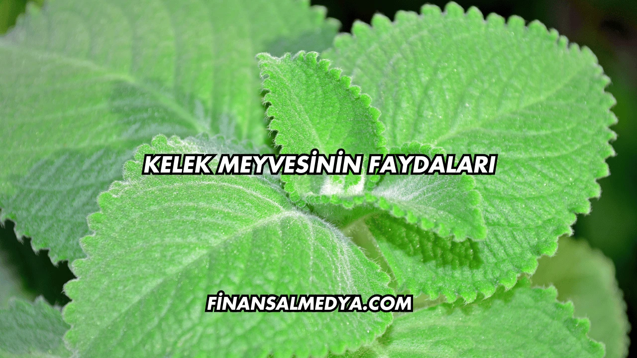 Kelek Meyvesinin Faydaları