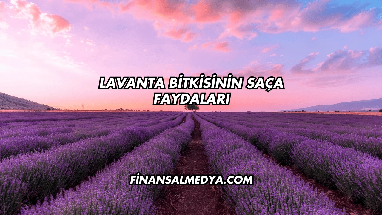 Lavanta Bitkisinin Saça Faydaları