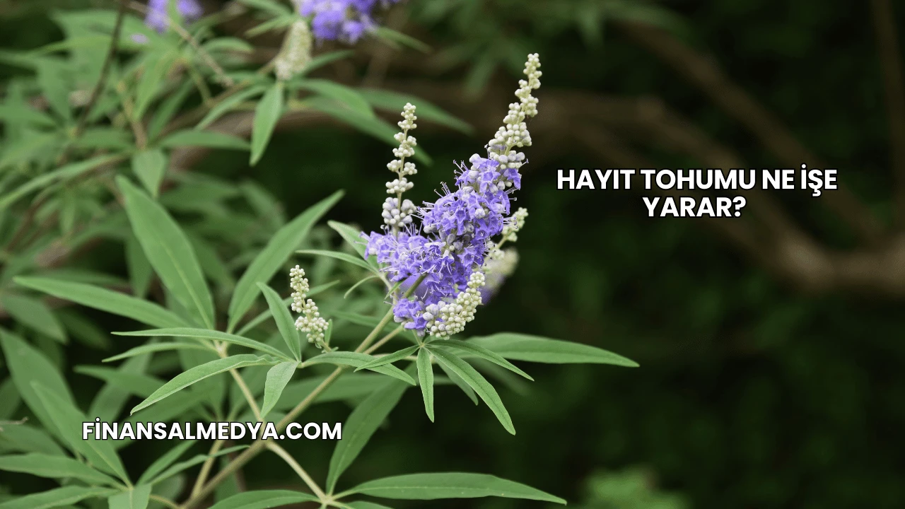 Hayıt Tohumu Ne İşe Yarar?