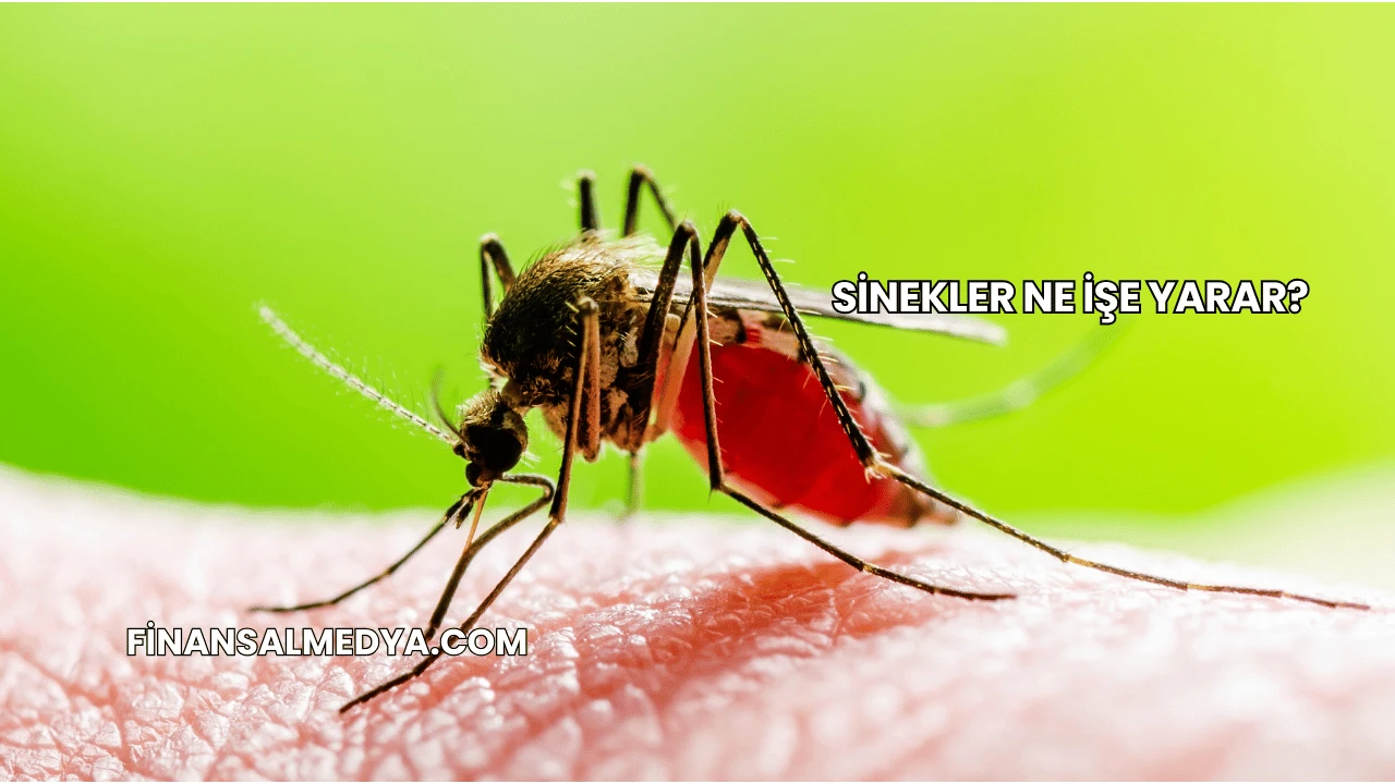 Sinekler Ne İşe Yarar?