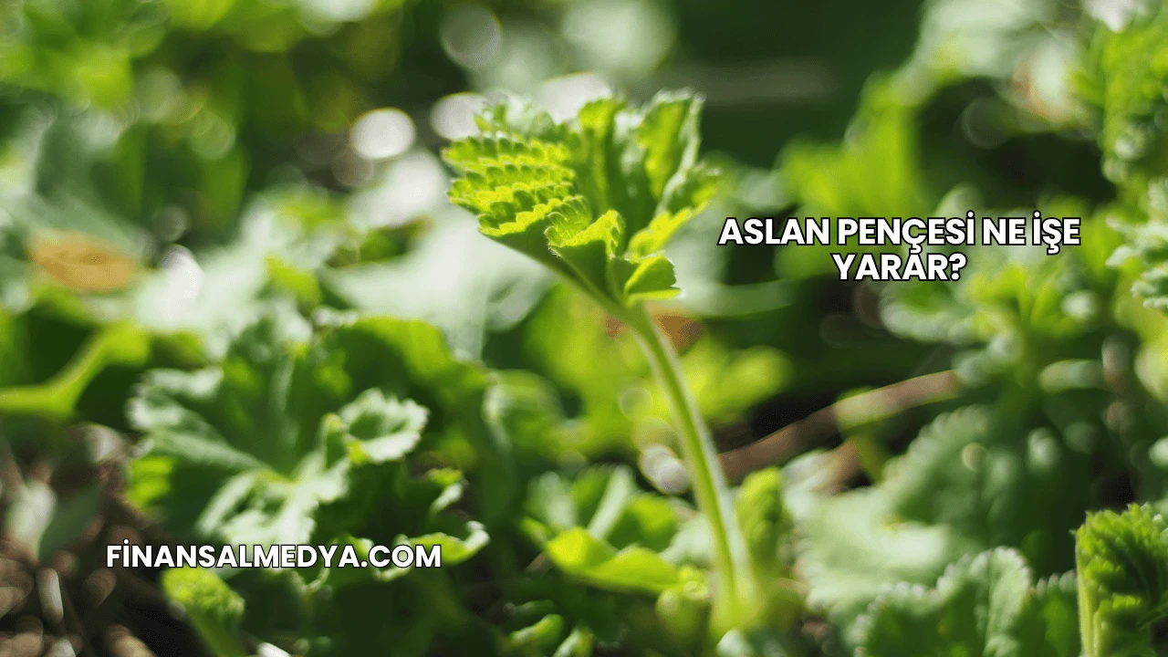 Aslan Pençesi Ne İşe Yarar?
