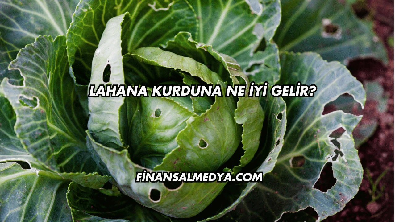 Lahana Kurduna Ne İyi Gelir?