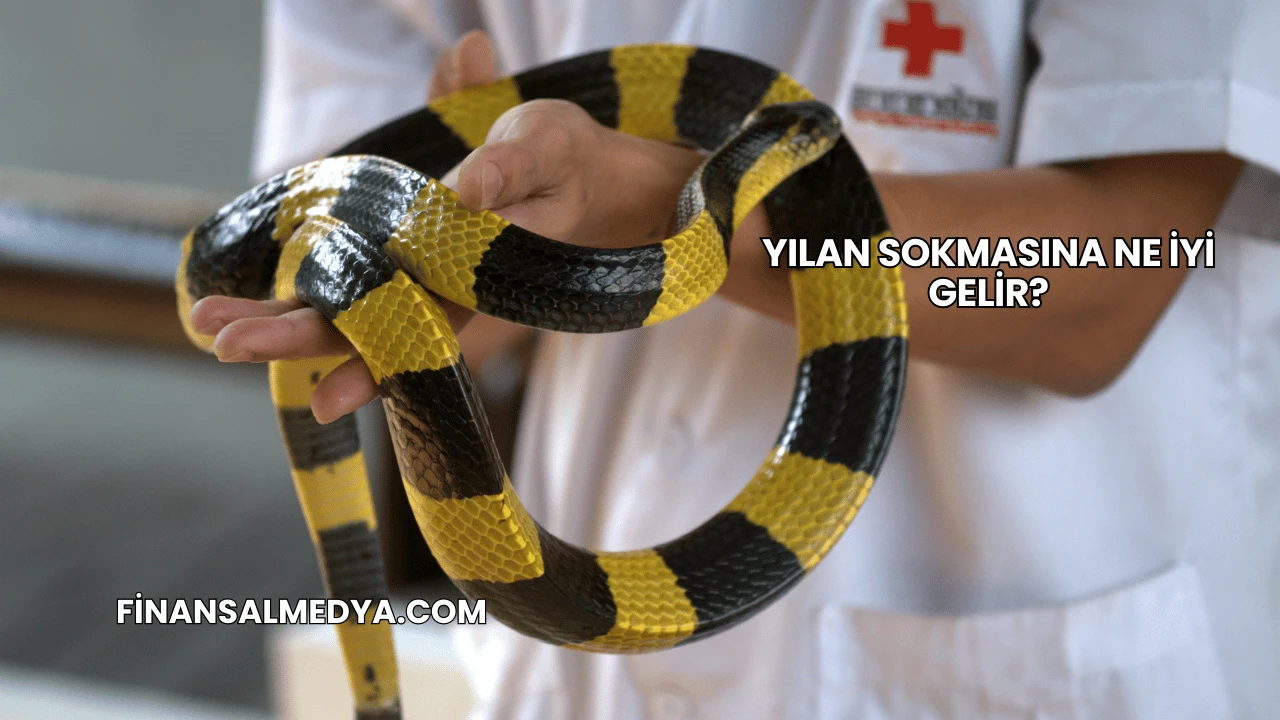 Yılan Sokmasına Ne İyi Gelir?