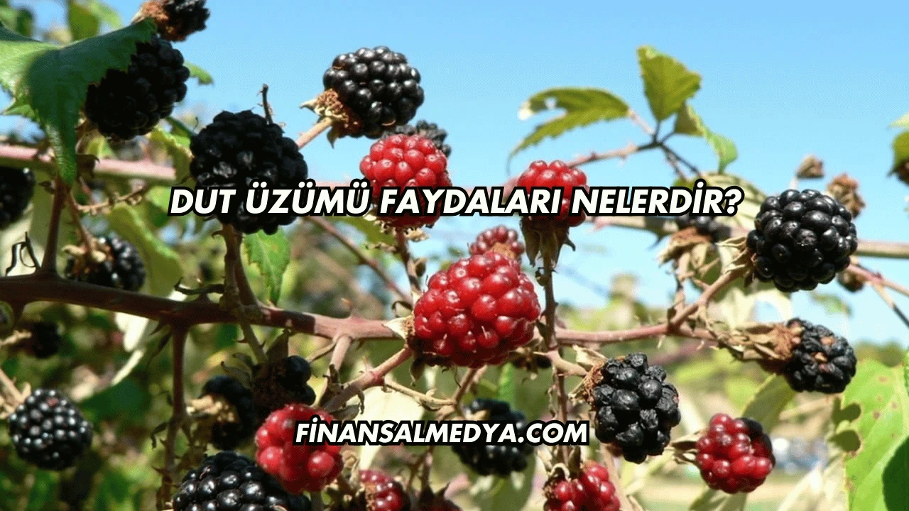 Dut Üzümü Faydaları Nelerdir?