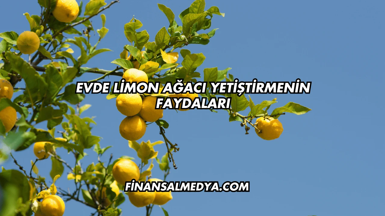 Evde Limon Ağacı Yetiştirmenin Faydaları