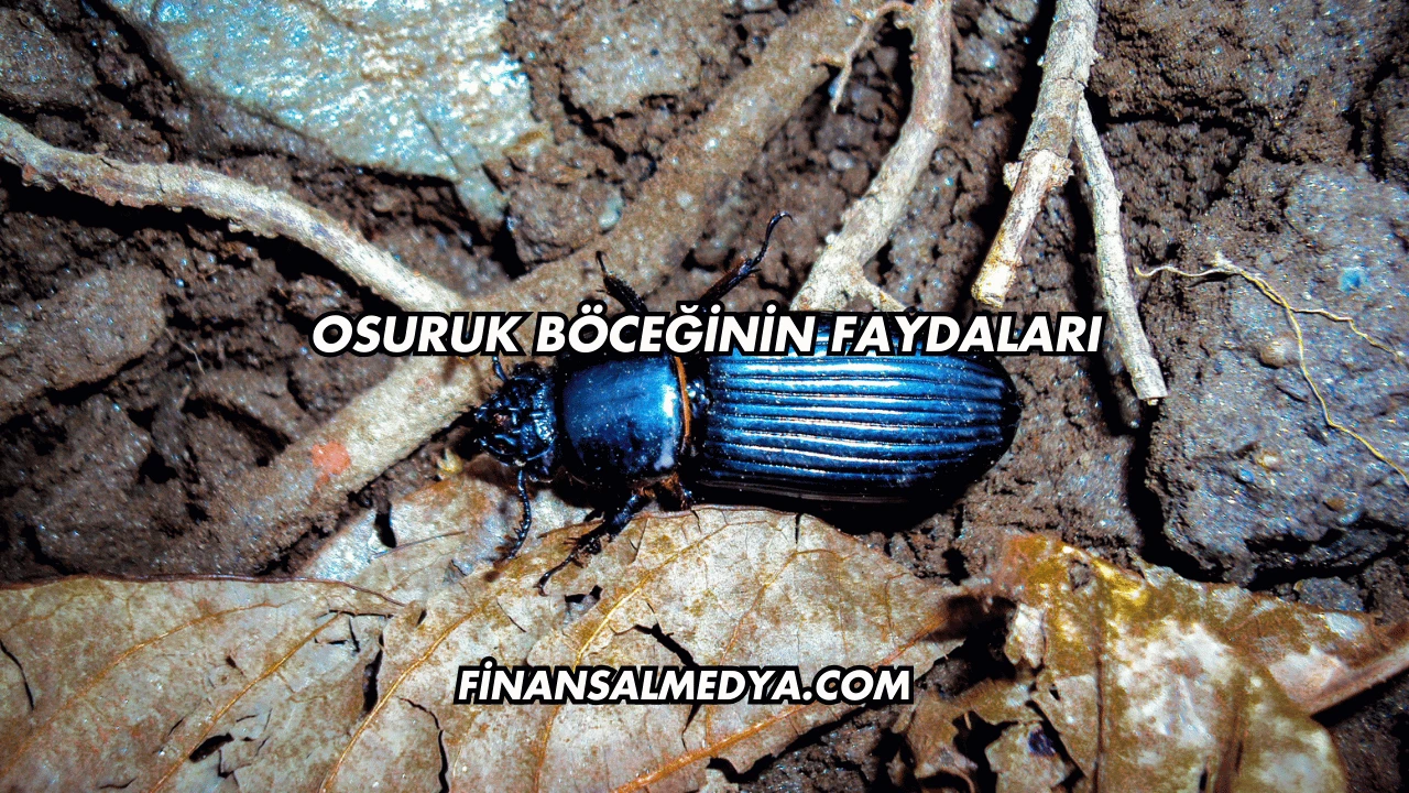 Osuruk Böceğinin Faydaları