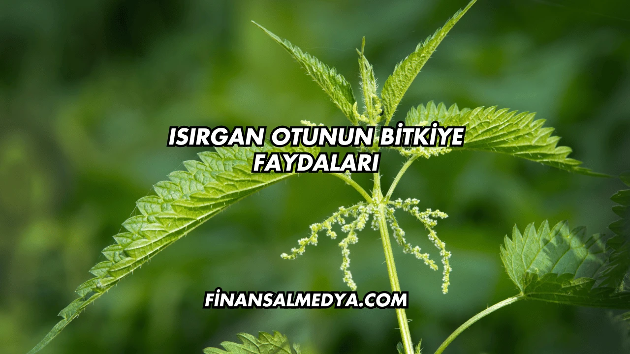 Isırgan Otunun Bitkiye Faydaları