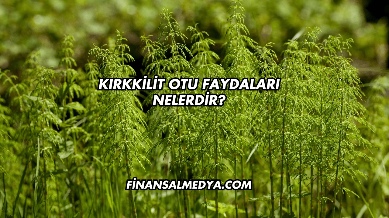 Kırkkilit Otu Faydaları Nelerdir?