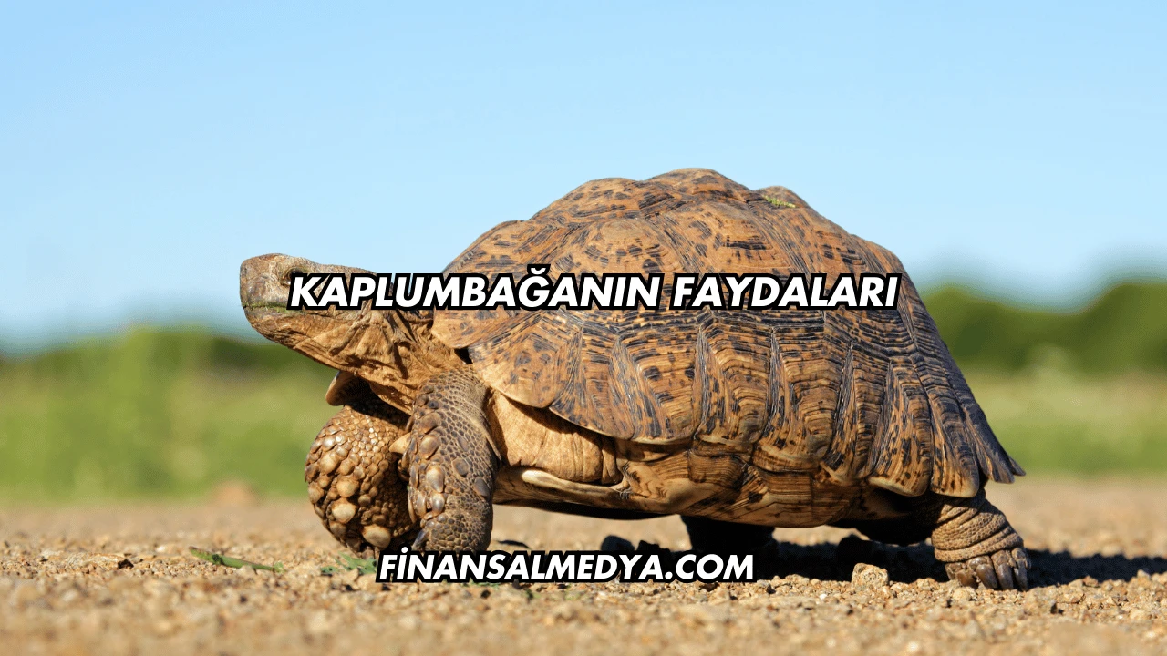 Kaplumbağanın Faydaları