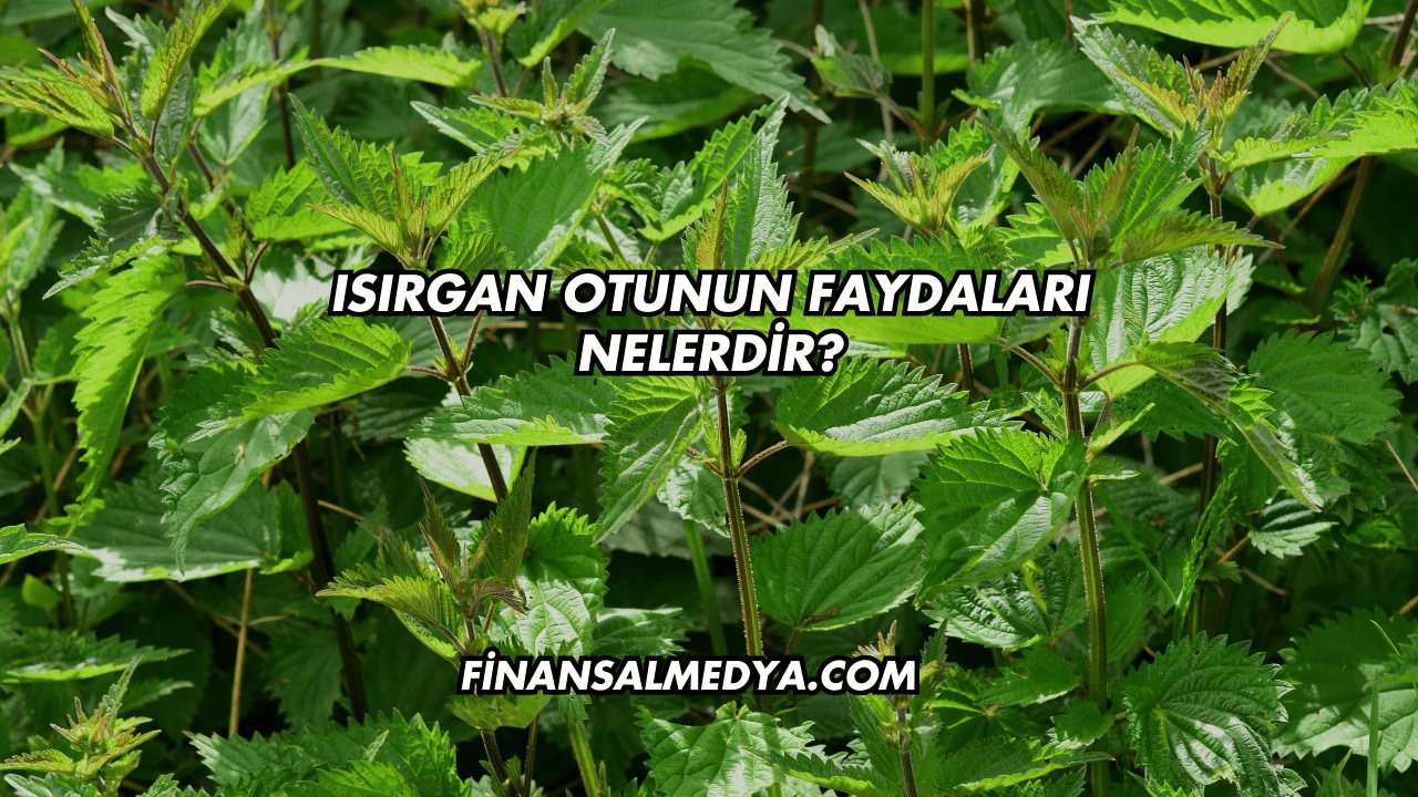 Isırgan Otunun Faydaları Nelerdir?