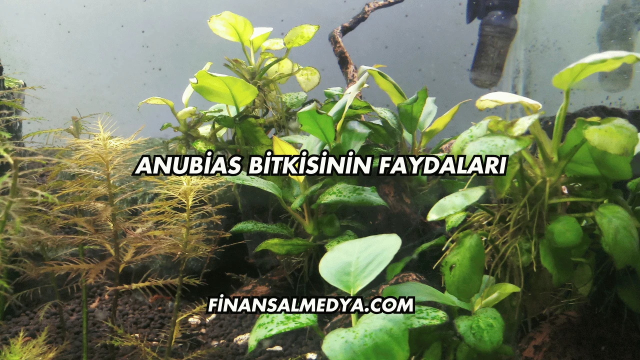 Anubias Bitkisinin Faydaları