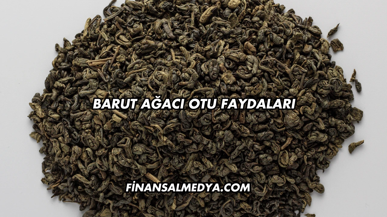 Barut Ağacı Otu Faydaları